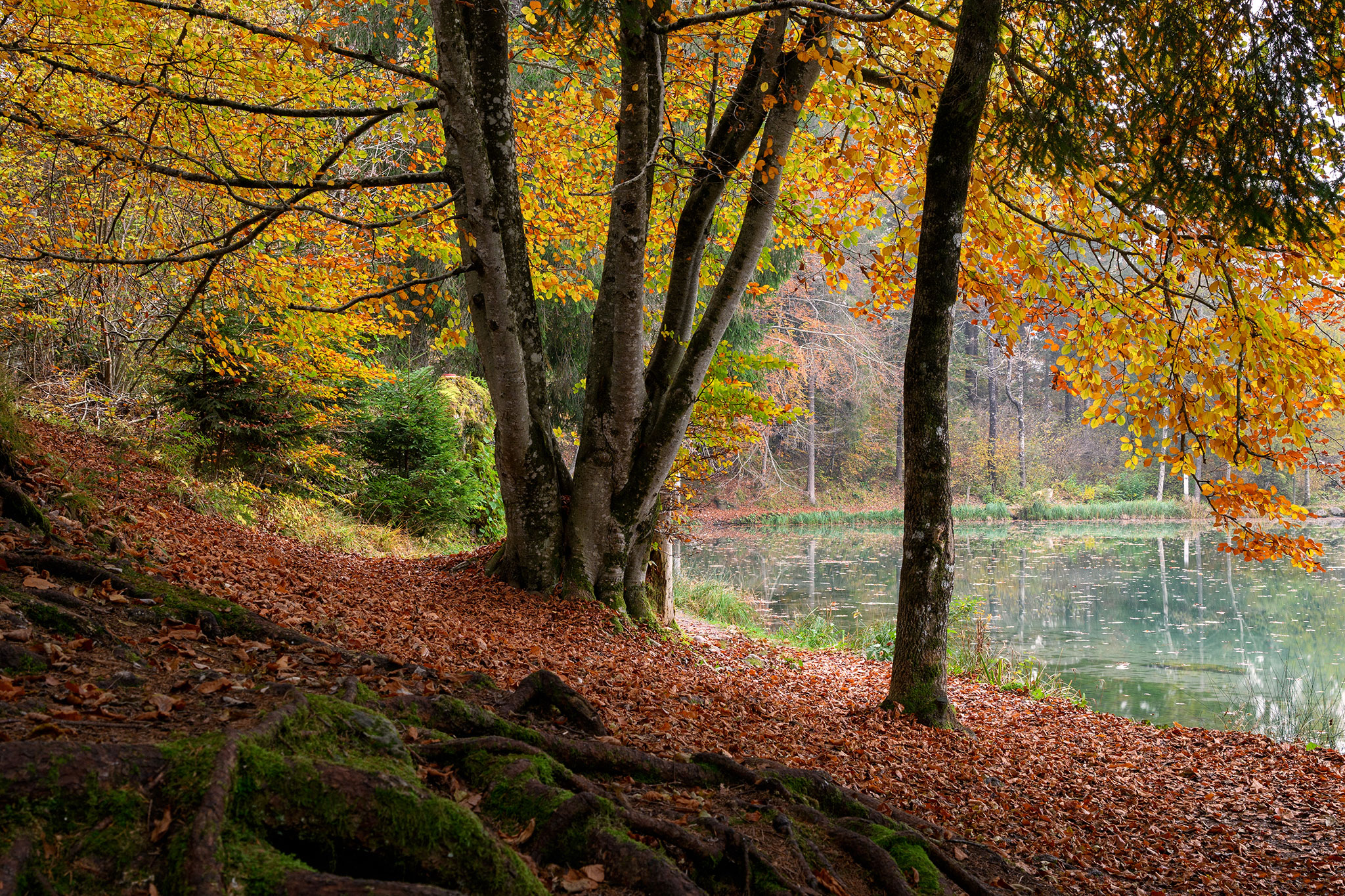 Lago Welsperg, Fiera di Primiero